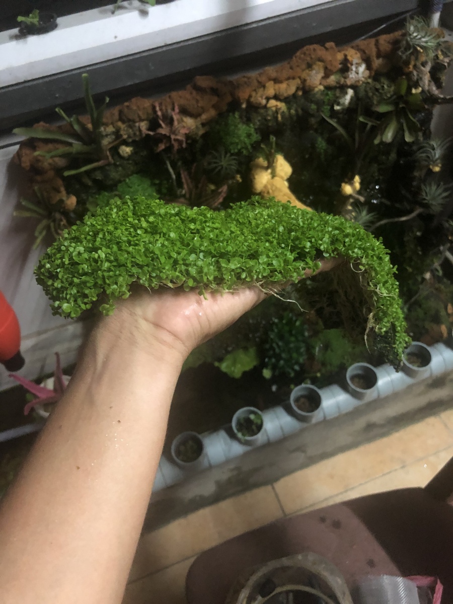 Với chi phí 30 triệu, ông bố trẻ tạo khu vườn trồng rau nuôi cá lý tưởng trên sân thượng ở TP HCM voi chi phi 30 trieu ong bo tre tao khu vuon trong rau nuoi ca ly tuong tren san thuong o tp hcm