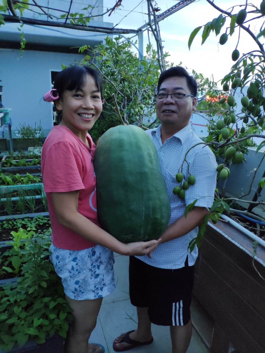 Khu vườn trên cao đủ loại rau xanh quả sạch bà ngoại ngày đêm chăm bón cho cháu thưởng thức ở Sài Gòn khu vuon tren cao du loai rau xanh qua sach ba ngoai ngay dem cham bon cho chau thuong thuc o sai gon