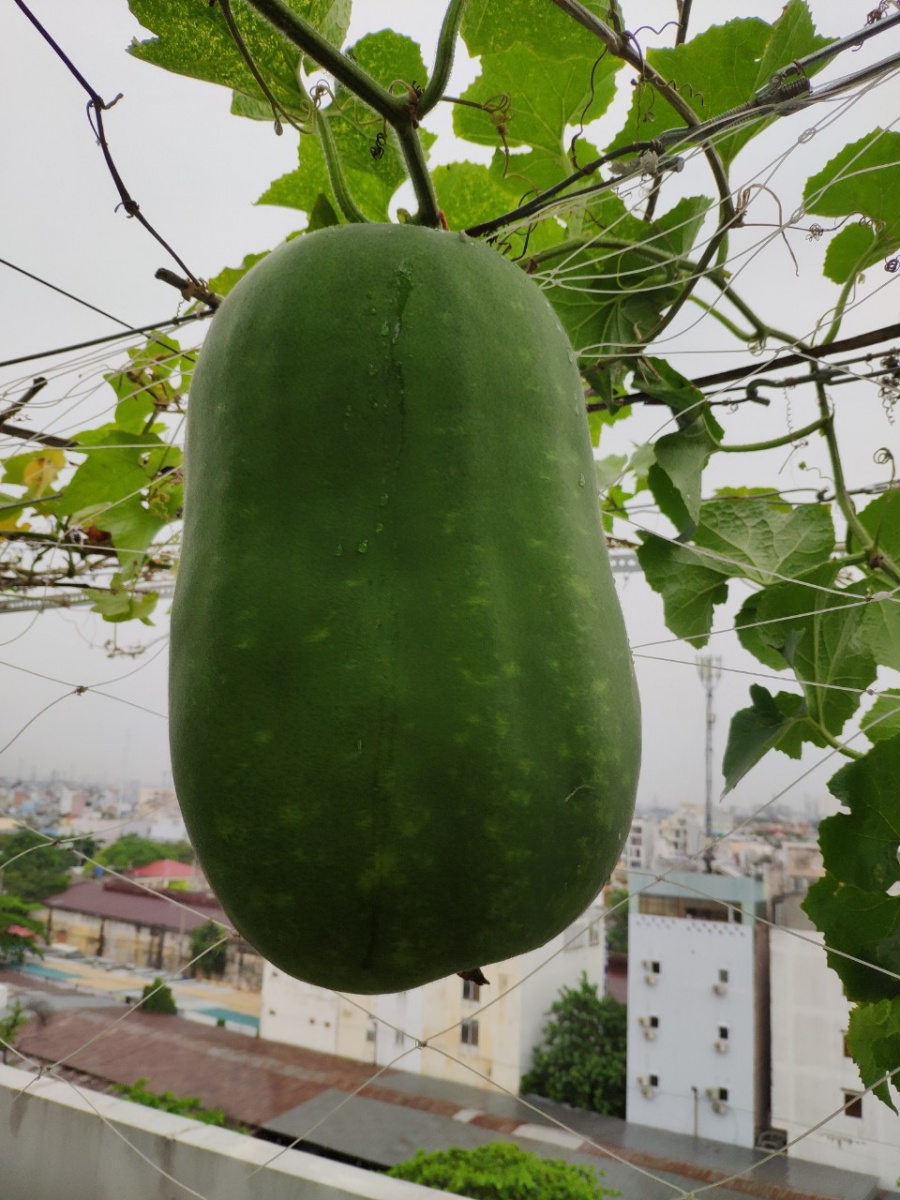 Khu vườn trên cao đủ loại rau xanh quả sạch bà ngoại ngày đêm chăm bón cho cháu thưởng thức ở Sài Gòn khu vuon tren cao du loai rau xanh qua sach ba ngoai ngay dem cham bon cho chau thuong thuc o sai gon