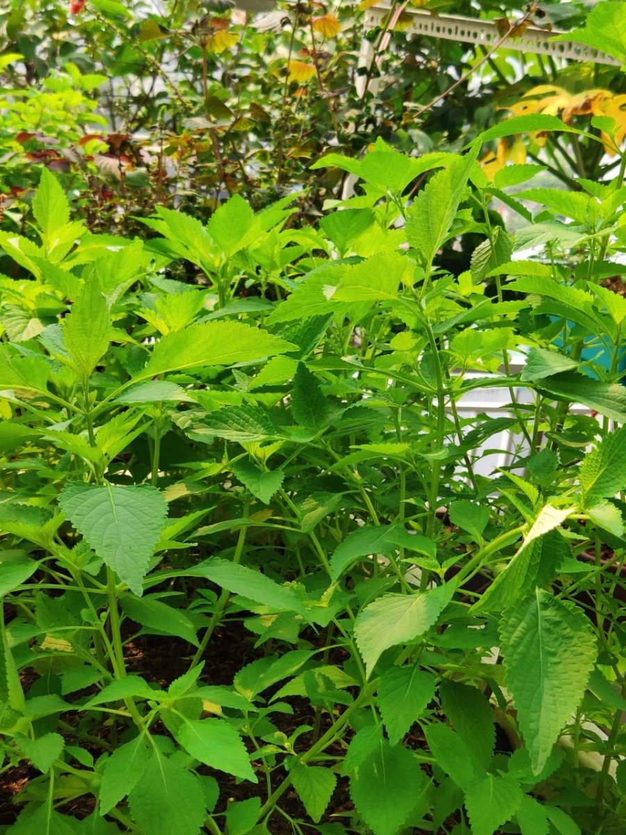 Khu vườn trên cao đủ loại rau xanh quả sạch bà ngoại ngày đêm chăm bón cho cháu thưởng thức ở Sài Gòn khu vuon tren cao du loai rau xanh qua sach ba ngoai ngay dem cham bon cho chau thuong thuc o sai gon