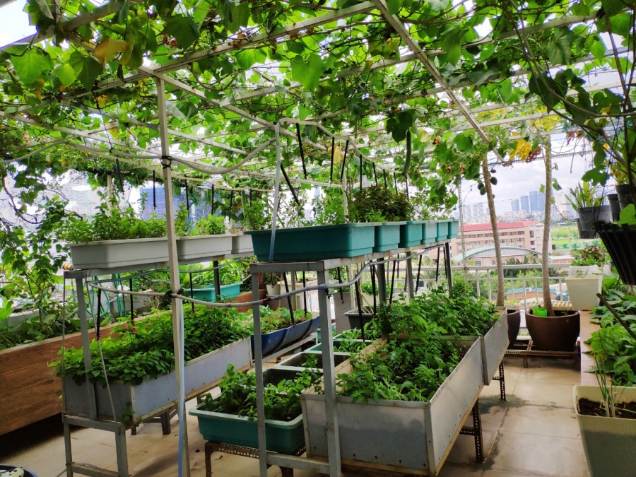 Khu vườn trên cao đủ loại rau xanh quả sạch bà ngoại ngày đêm chăm bón cho cháu thưởng thức ở Sài Gòn khu vuon tren cao du loai rau xanh qua sach ba ngoai ngay dem cham bon cho chau thuong thuc o sai gon