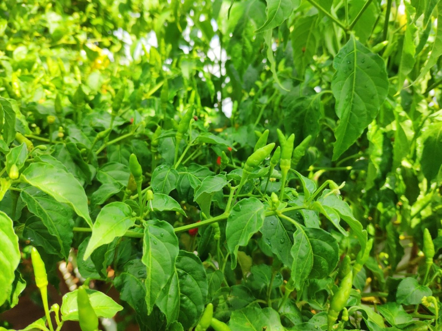 Khu vườn trên cao đủ loại rau xanh quả sạch bà ngoại ngày đêm chăm bón cho cháu thưởng thức ở Sài Gòn khu vuon tren cao du loai rau xanh qua sach ba ngoai ngay dem cham bon cho chau thuong thuc o sai gon