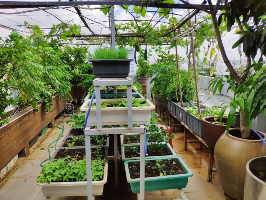 Khu vườn trên cao đủ loại rau xanh quả sạch bà ngoại ngày đêm chăm bón cho cháu thưởng thức ở Sài Gòn khu vuon tren cao du loai rau xanh qua sach ba ngoai ngay dem cham bon cho chau thuong thuc o sai gon