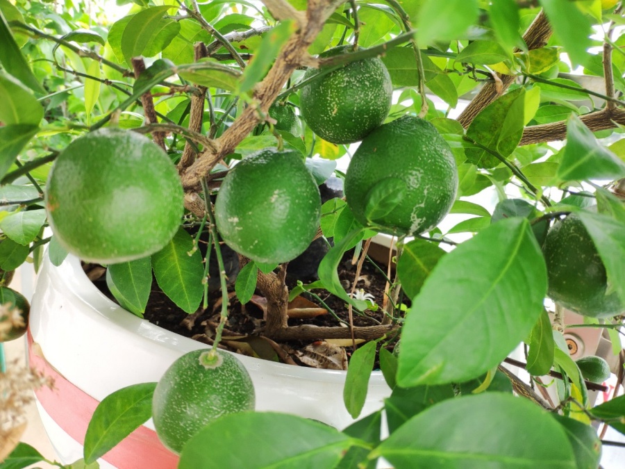 Khu vườn trên cao đủ loại rau xanh quả sạch bà ngoại ngày đêm chăm bón cho cháu thưởng thức ở Sài Gòn khu vuon tren cao du loai rau xanh qua sach ba ngoai ngay dem cham bon cho chau thuong thuc o sai gon