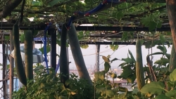 Khu vườn trên cao đủ loại rau xanh quả sạch bà ngoại ngày đêm chăm bón cho cháu thưởng thức ở Sài Gòn