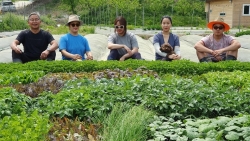 nguoi dan ong danh ca thanh xuan de nghien cuu trong thanh cong ca nghin met vuong rau qua sach