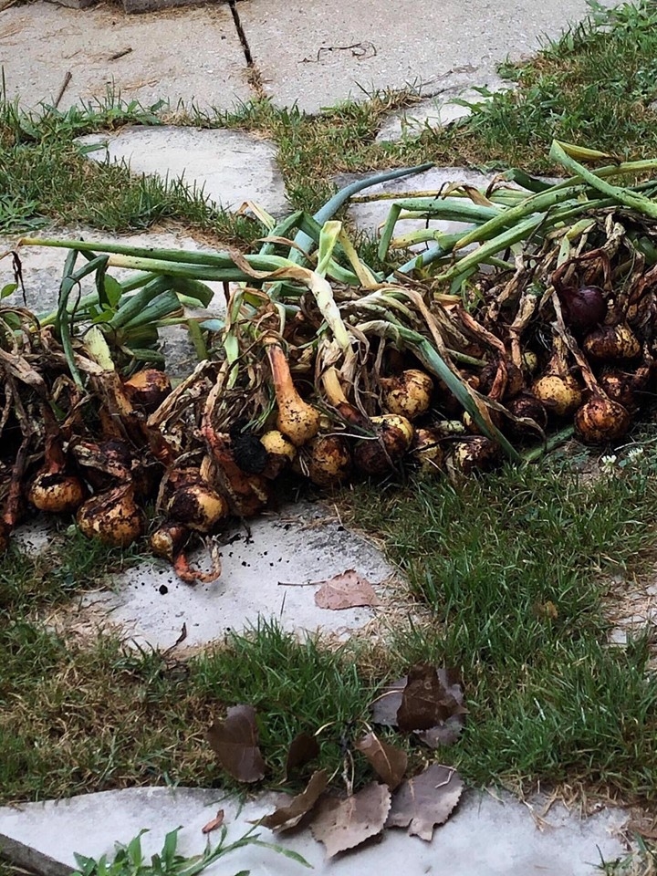 ghe tham khu vuon khong hoa chat van xanh tuoi rau cu cua nguoi phu nu cham chi trong sau khi ve huu