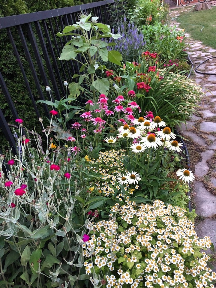 ghe tham khu vuon khong hoa chat van xanh tuoi rau cu cua nguoi phu nu cham chi trong sau khi ve huu