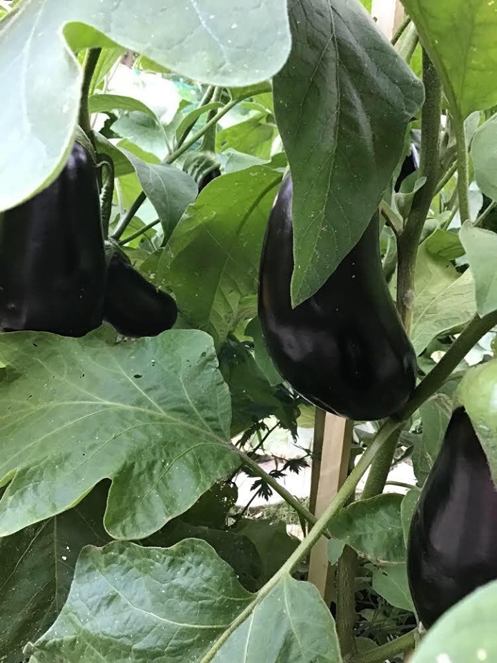 ghe tham khu vuon khong hoa chat van xanh tuoi rau cu cua nguoi phu nu cham chi trong sau khi ve huu