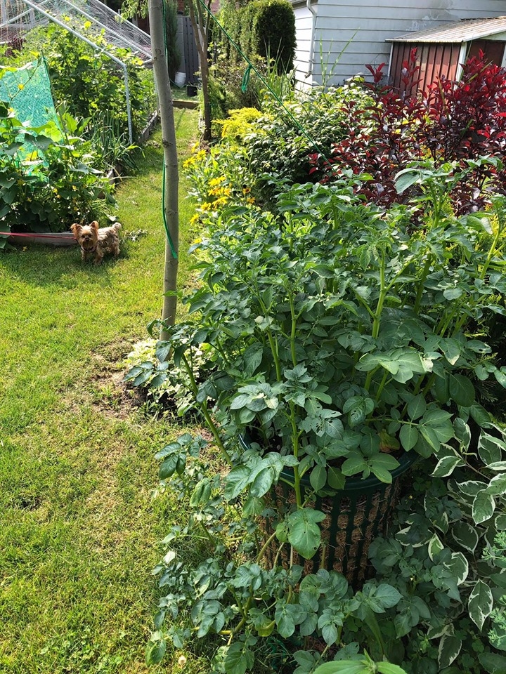 ghe tham khu vuon khong hoa chat van xanh tuoi rau cu cua nguoi phu nu cham chi trong sau khi ve huu