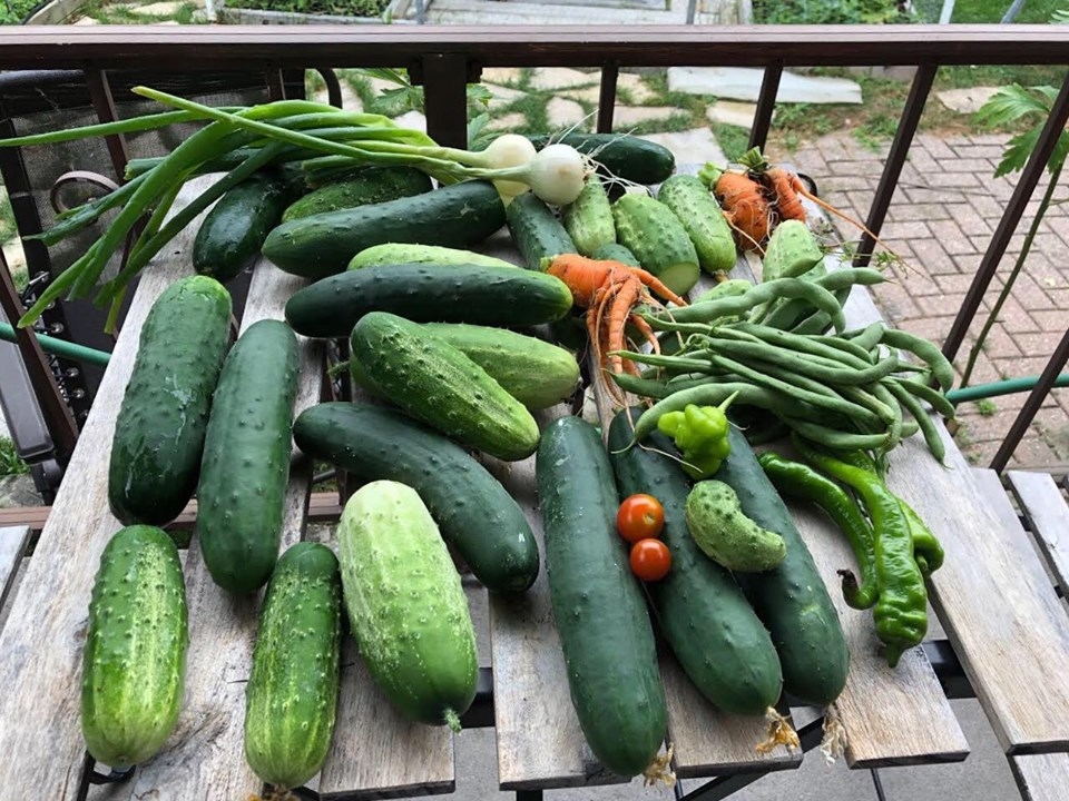 ghe tham khu vuon khong hoa chat van xanh tuoi rau cu cua nguoi phu nu cham chi trong sau khi ve huu