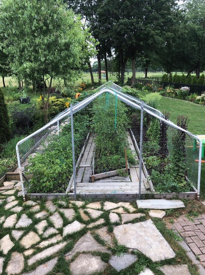 ghe tham khu vuon khong hoa chat van xanh tuoi rau cu cua nguoi phu nu cham chi trong sau khi ve huu