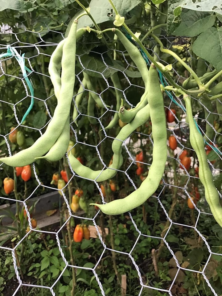 ghe tham khu vuon khong hoa chat van xanh tuoi rau cu cua nguoi phu nu cham chi trong sau khi ve huu