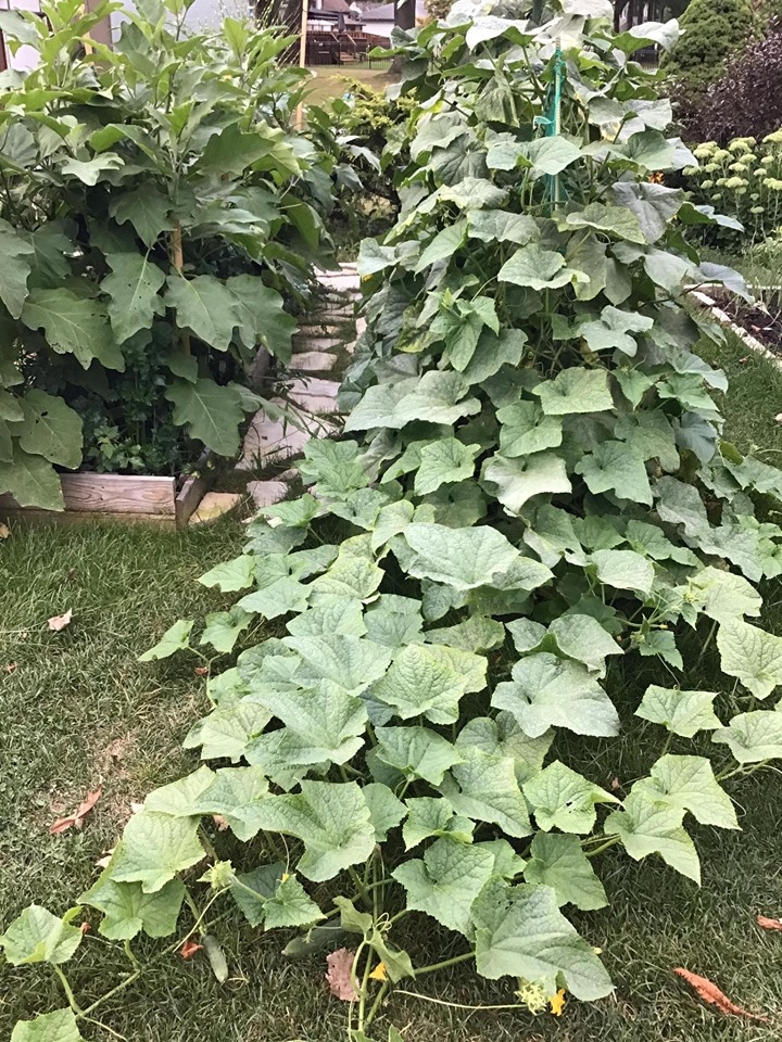 ghe tham khu vuon khong hoa chat van xanh tuoi rau cu cua nguoi phu nu cham chi trong sau khi ve huu