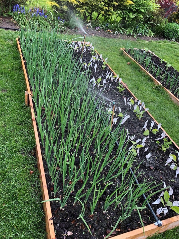 ghe tham khu vuon khong hoa chat van xanh tuoi rau cu cua nguoi phu nu cham chi trong sau khi ve huu