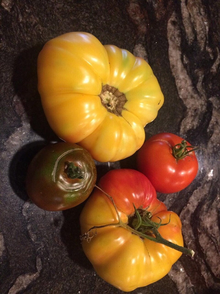 ghe tham khu vuon khong hoa chat van xanh tuoi rau cu cua nguoi phu nu cham chi trong sau khi ve huu