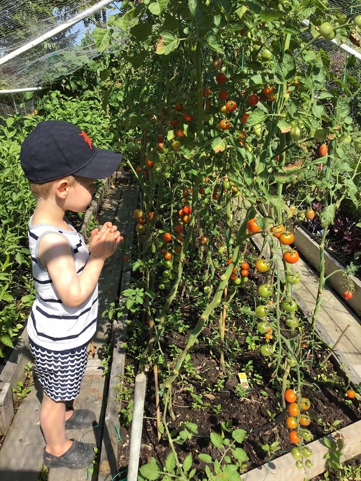 ghe tham khu vuon khong hoa chat van xanh tuoi rau cu cua nguoi phu nu cham chi trong sau khi ve huu