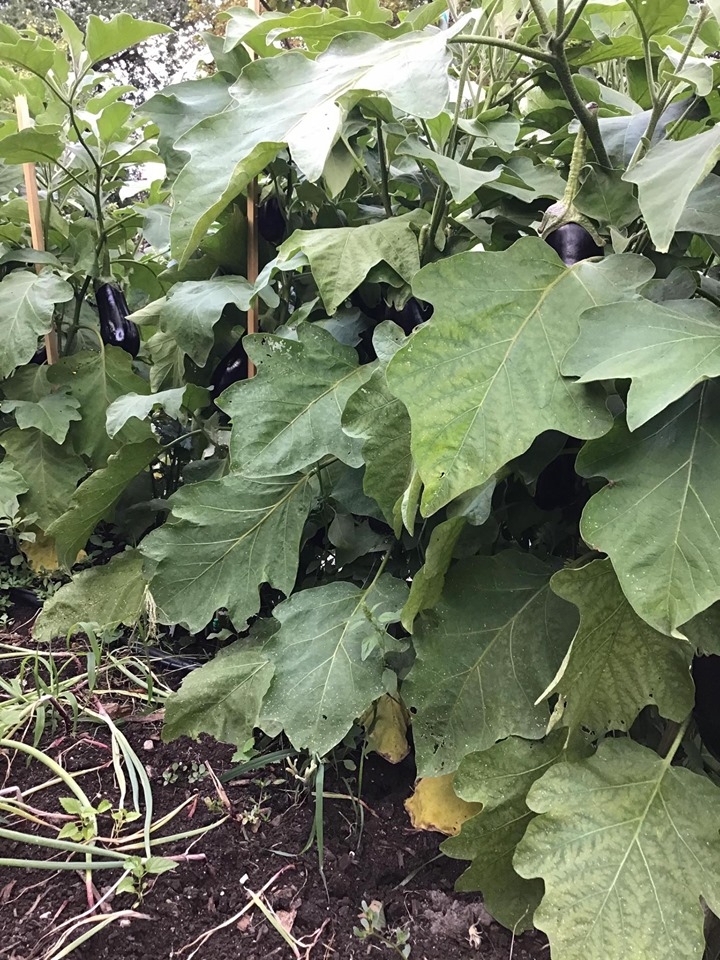 ghe tham khu vuon khong hoa chat van xanh tuoi rau cu cua nguoi phu nu cham chi trong sau khi ve huu