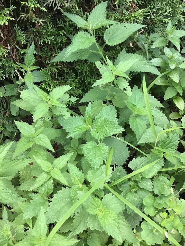 ghe tham khu vuon khong hoa chat van xanh tuoi rau cu cua nguoi phu nu cham chi trong sau khi ve huu