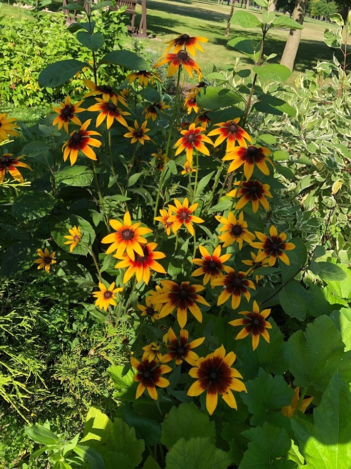 ghe tham khu vuon khong hoa chat van xanh tuoi rau cu cua nguoi phu nu cham chi trong sau khi ve huu