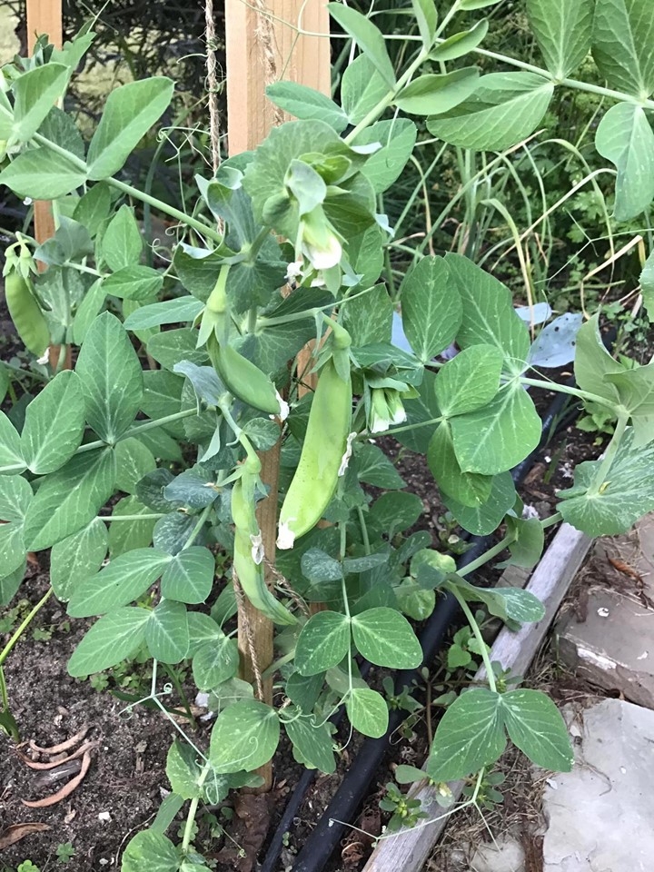 ghe tham khu vuon khong hoa chat van xanh tuoi rau cu cua nguoi phu nu cham chi trong sau khi ve huu