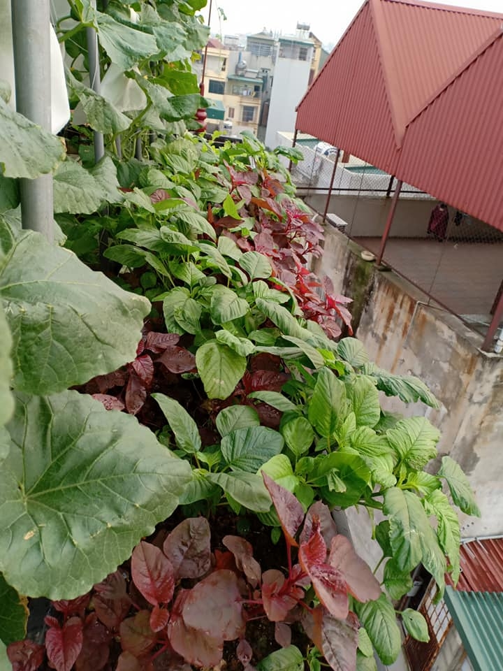 ba me ha noi mat tay trong ca vuon dua du loai phu kin san thuong 30m2