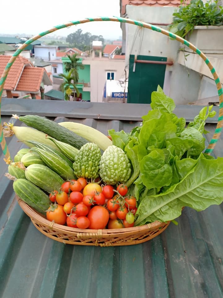Bà mẹ Hà Nội mát tay trồng cả vườn dưa đủ loại phủ kín sân thượng 30m2 ba me ha noi mat tay trong ca vuon dua du loai phu kin san thuong 30m2