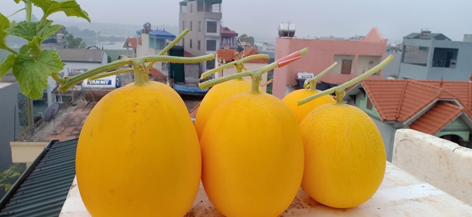 Bà mẹ Hà Nội mát tay trồng cả vườn dưa đủ loại phủ kín sân thượng 30m2 ba me ha noi mat tay trong ca vuon dua du loai phu kin san thuong 30m2