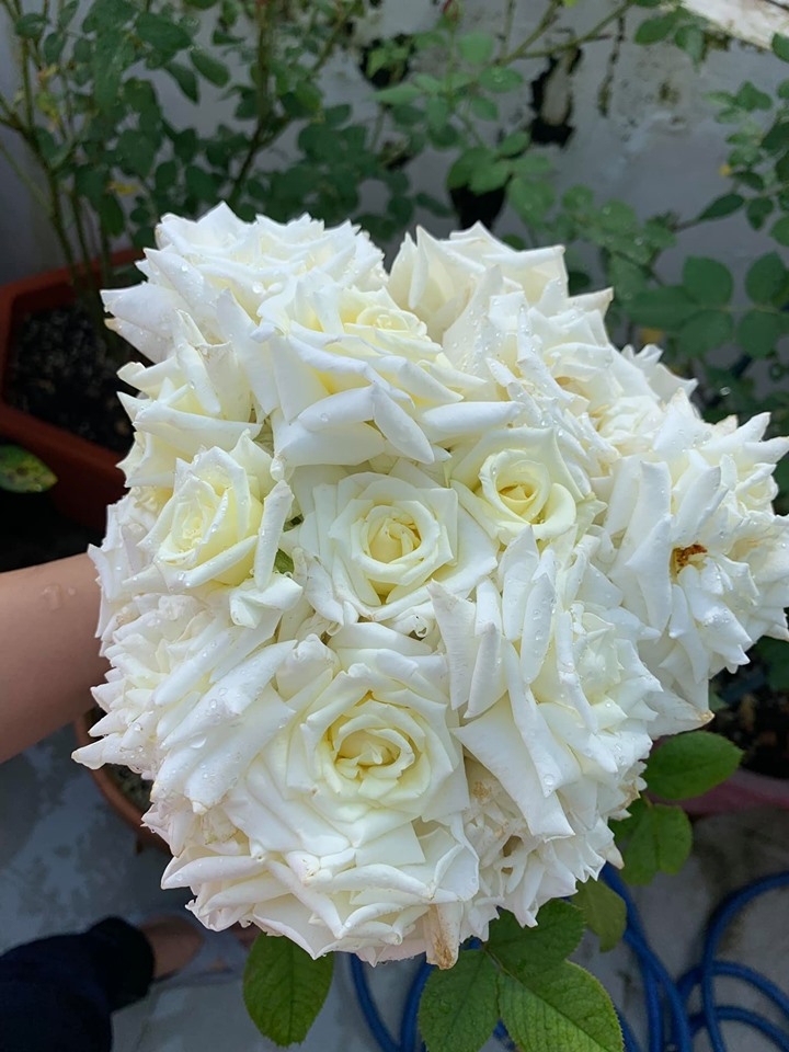 bi quyet trong ca vuon hong tuoi tot sai bong ruc ro tren san thuong cua me hai con o sai gon