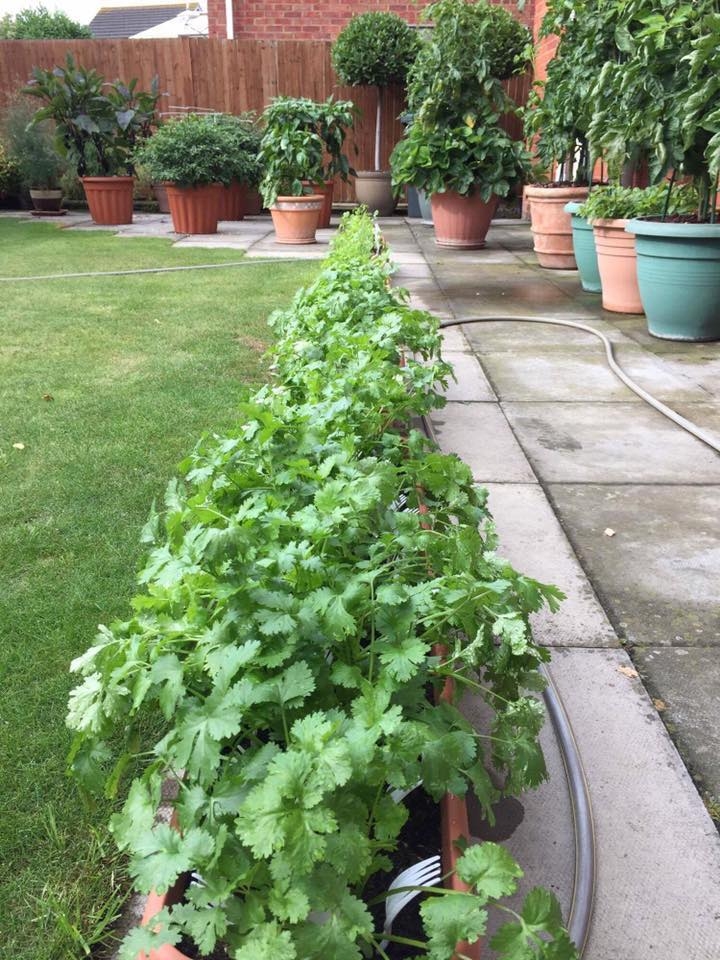 khu vuon binh yen voi du loai rau qua huu co cua nguoi dan ong thich lam vuon suot 40 nam