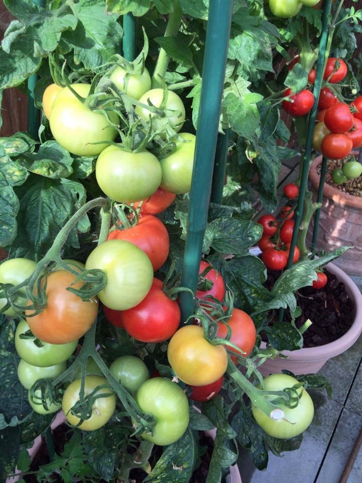 khu vuon binh yen voi du loai rau qua huu co cua nguoi dan ong thich lam vuon suot 40 nam