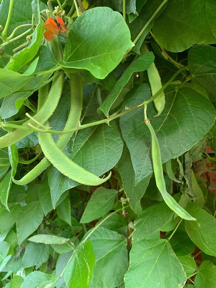 khu vuon binh yen voi du loai rau qua huu co cua nguoi dan ong thich lam vuon suot 40 nam