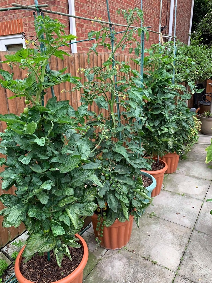 khu vuon binh yen voi du loai rau qua huu co cua nguoi dan ong thich lam vuon suot 40 nam