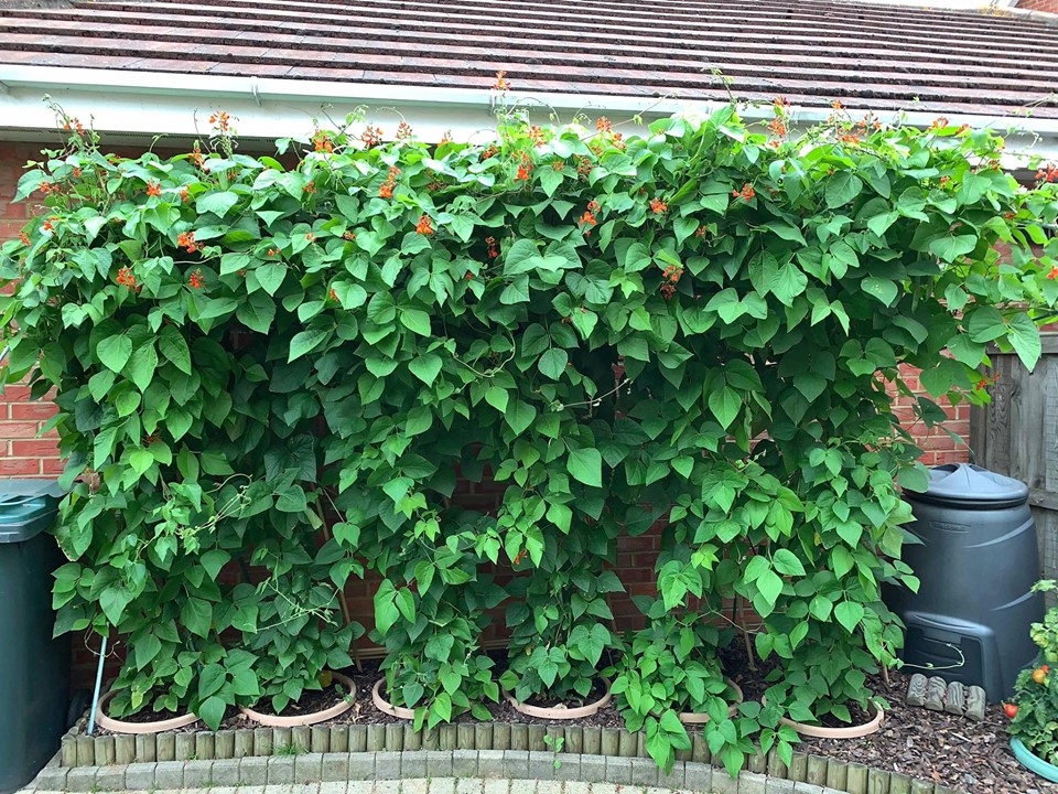 khu vuon binh yen voi du loai rau qua huu co cua nguoi dan ong thich lam vuon suot 40 nam