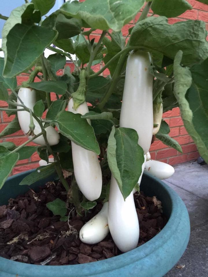 khu vuon binh yen voi du loai rau qua huu co cua nguoi dan ong thich lam vuon suot 40 nam