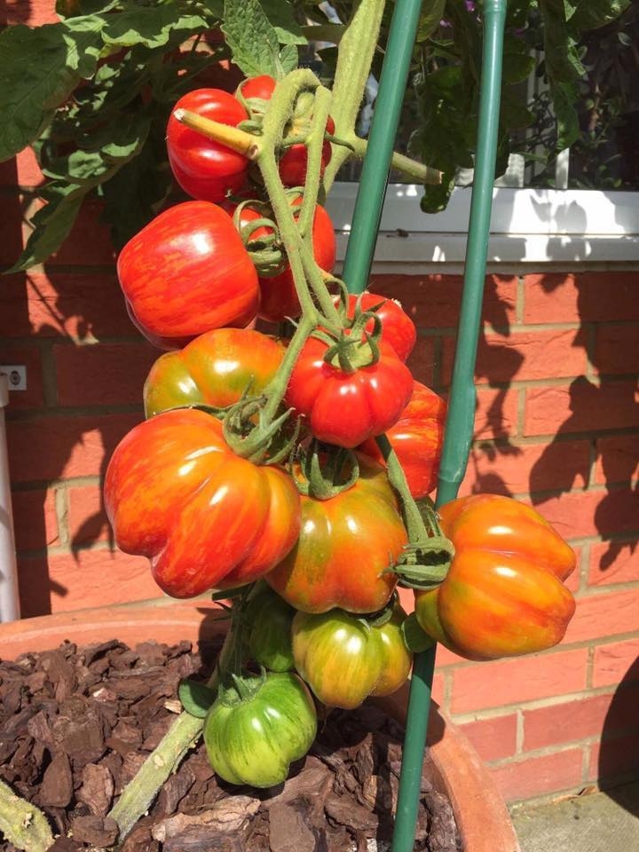 khu vuon binh yen voi du loai rau qua huu co cua nguoi dan ong thich lam vuon suot 40 nam