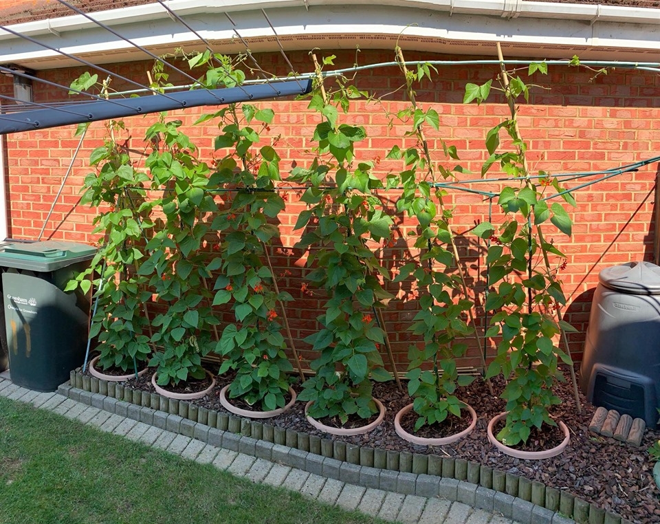 khu vuon binh yen voi du loai rau qua huu co cua nguoi dan ong thich lam vuon suot 40 nam