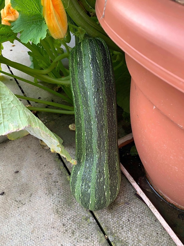 khu vuon binh yen voi du loai rau qua huu co cua nguoi dan ong thich lam vuon suot 40 nam