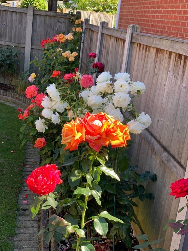 khu vuon binh yen voi du loai rau qua huu co cua nguoi dan ong thich lam vuon suot 40 nam