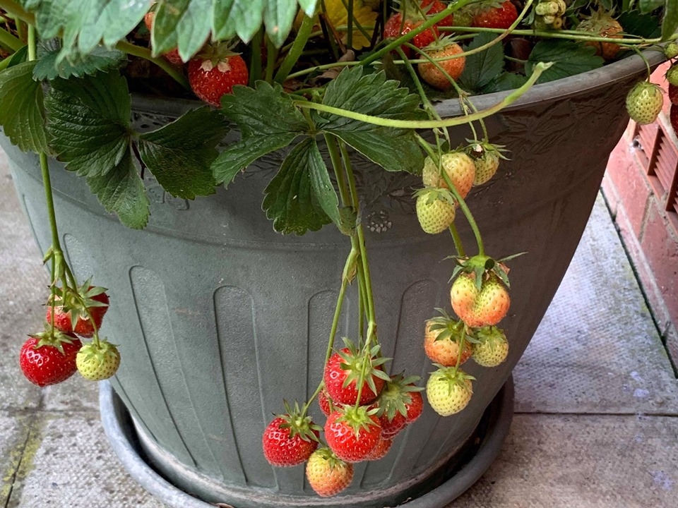 khu vuon binh yen voi du loai rau qua huu co cua nguoi dan ong thich lam vuon suot 40 nam