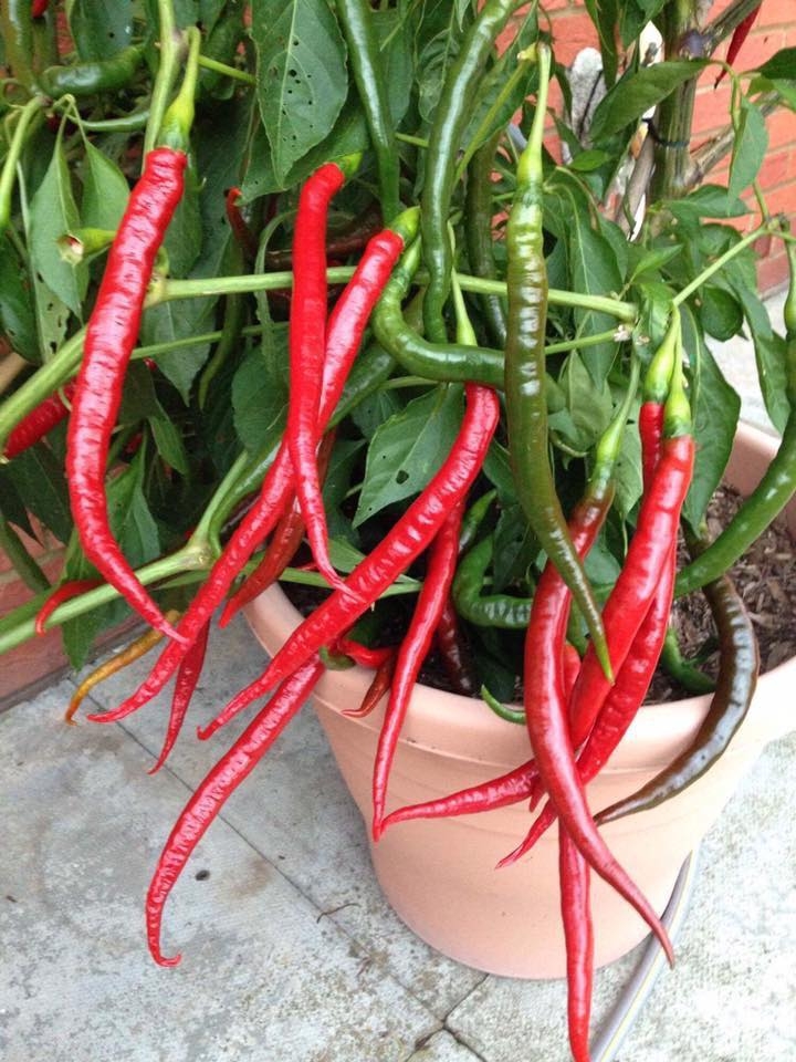 khu vuon binh yen voi du loai rau qua huu co cua nguoi dan ong thich lam vuon suot 40 nam