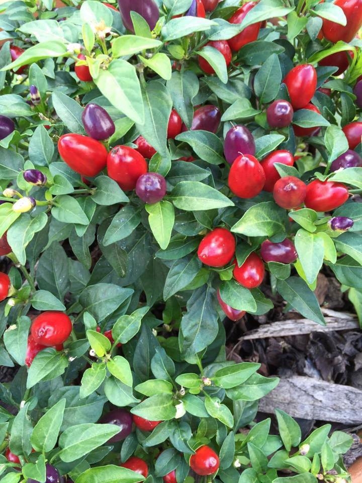 khu vuon binh yen voi du loai rau qua huu co cua nguoi dan ong thich lam vuon suot 40 nam