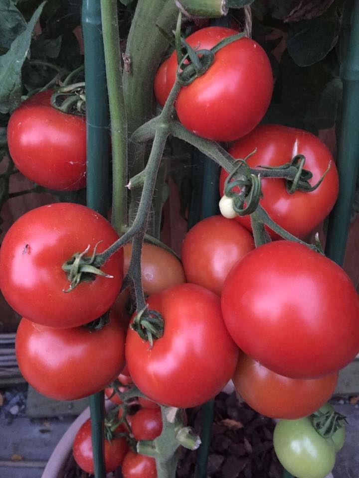 khu vuon binh yen voi du loai rau qua huu co cua nguoi dan ong thich lam vuon suot 40 nam