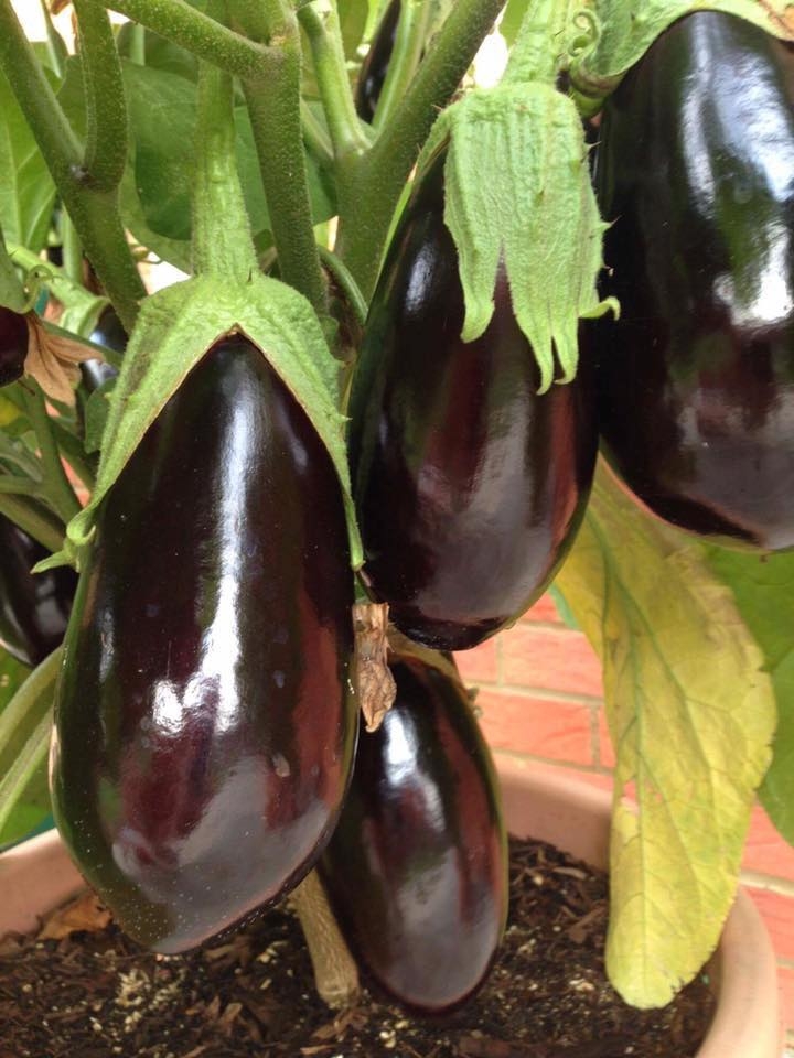 khu vuon binh yen voi du loai rau qua huu co cua nguoi dan ong thich lam vuon suot 40 nam