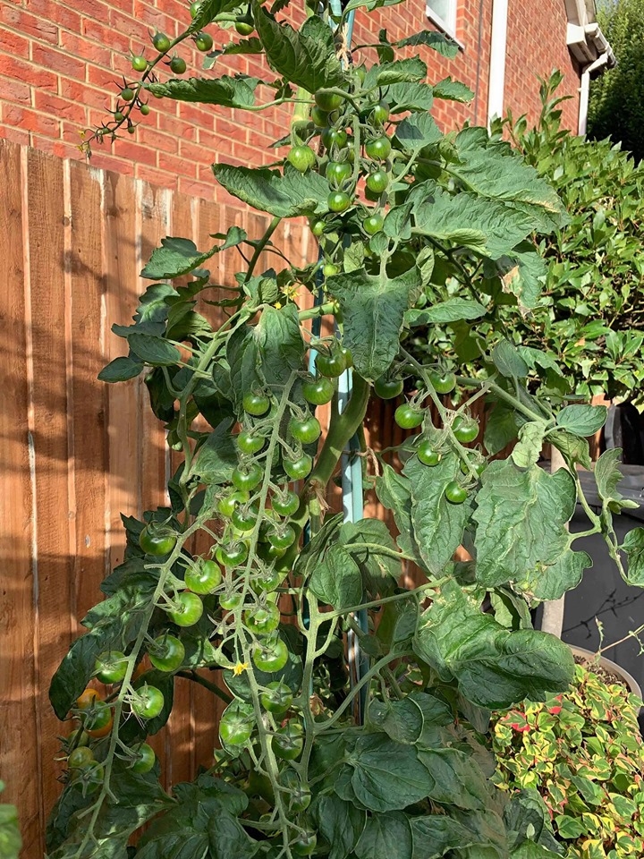 khu vuon binh yen voi du loai rau qua huu co cua nguoi dan ong thich lam vuon suot 40 nam