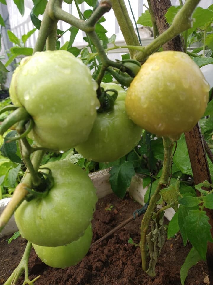 san thuong trong rau xanh nuoi ga sach phuc vu bua an hang ngay cua nguoi phu nu dam o hai phong
