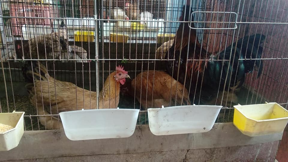 san thuong trong rau xanh nuoi ga sach phuc vu bua an hang ngay cua nguoi phu nu dam o hai phong
