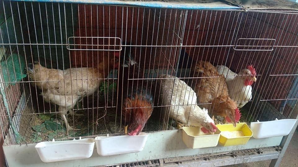 Sân thượng trồng rau xanh, nuôi gà sạch phục vụ bữa ăn hàng ngày của người phụ nữ đảm ở Hải Phòng san thuong trong rau xanh nuoi ga sach phuc vu bua an hang ngay cua nguoi phu nu dam o hai phong