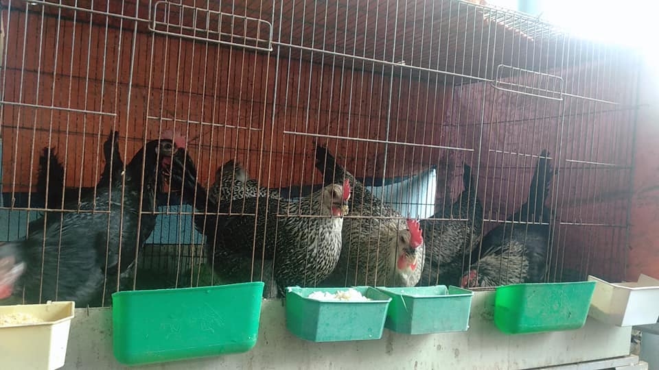 san thuong trong rau xanh nuoi ga sach phuc vu bua an hang ngay cua nguoi phu nu dam o hai phong