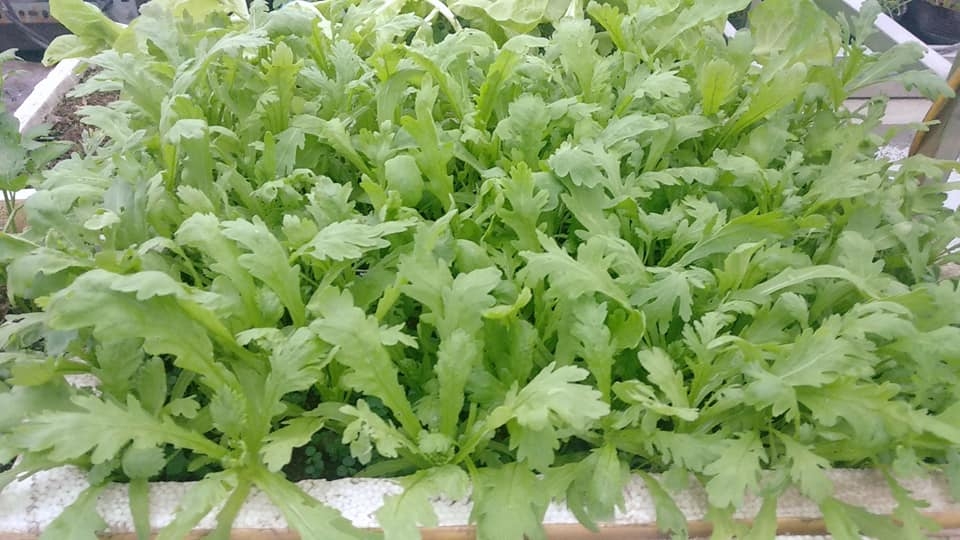san thuong trong rau xanh nuoi ga sach phuc vu bua an hang ngay cua nguoi phu nu dam o hai phong